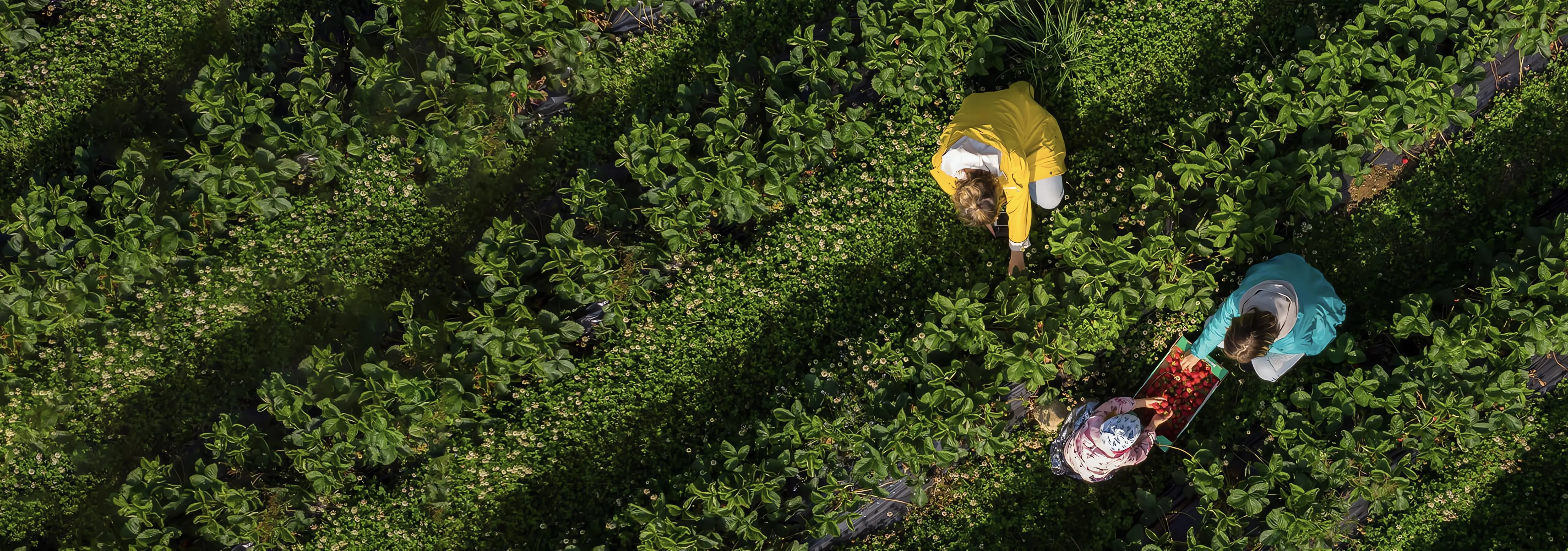 a image show that green environment